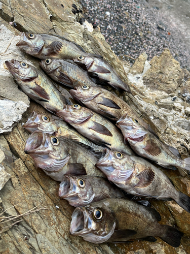 メバルの釣果