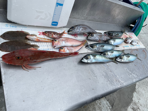 クロムツの釣果