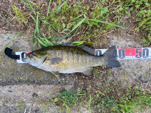 スモールマウスバスの釣果