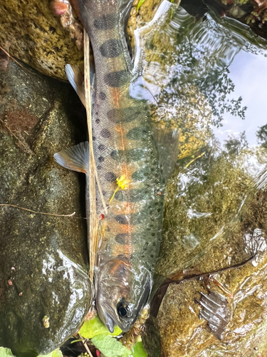 ヤマメの釣果