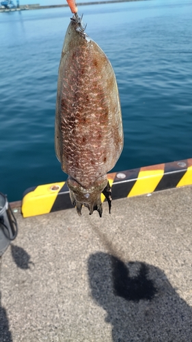 コウイカの釣果