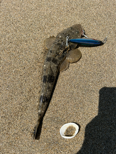 マゴチの釣果