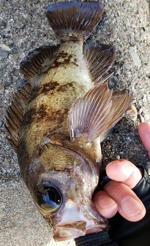 メバルの釣果