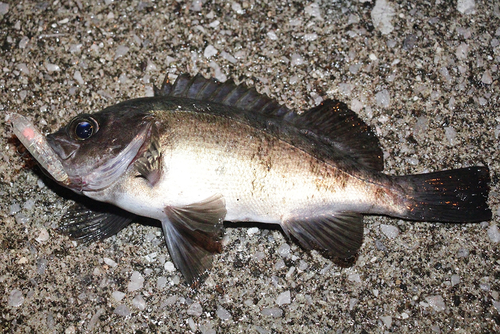 メバルの釣果