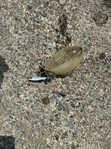 シリヤケイカの釣果