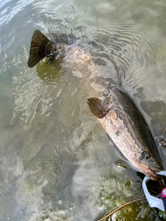 ライギョの釣果