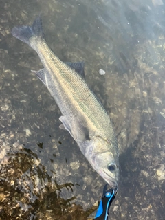 タイリクスズキの釣果