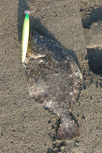 ヒラメの釣果