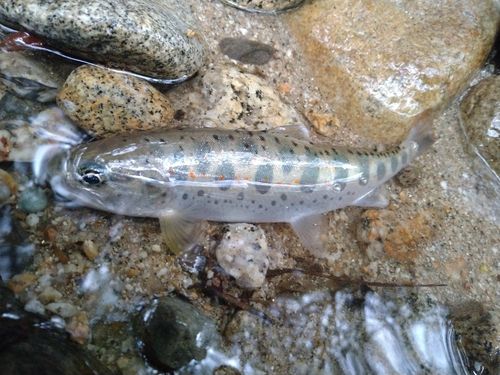 アマゴの釣果