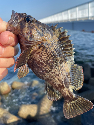 ソイの釣果