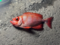 ホウセキキントキの釣果