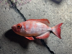 ホウセキキントキの釣果