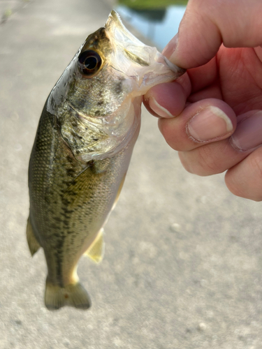 ラージマウスバスの釣果