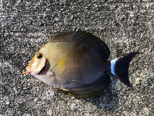 クロハギの釣果