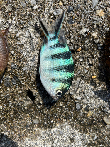 ロクセンスズメダイの釣果