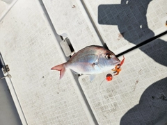 マダイの釣果