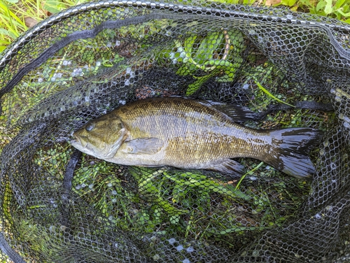 スモールマウスバスの釣果