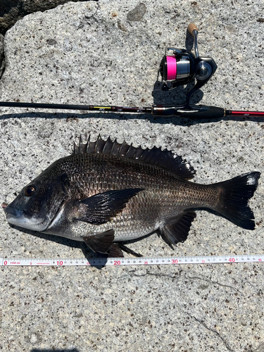 クロダイの釣果