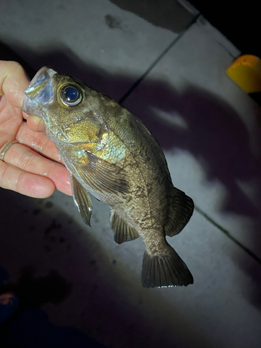 メバルの釣果