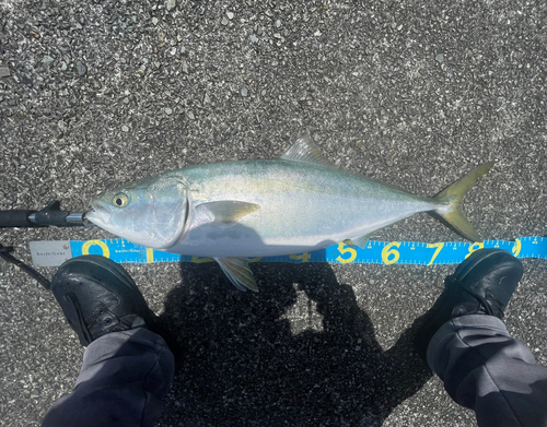 ブリの釣果