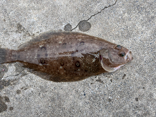 カレイの釣果