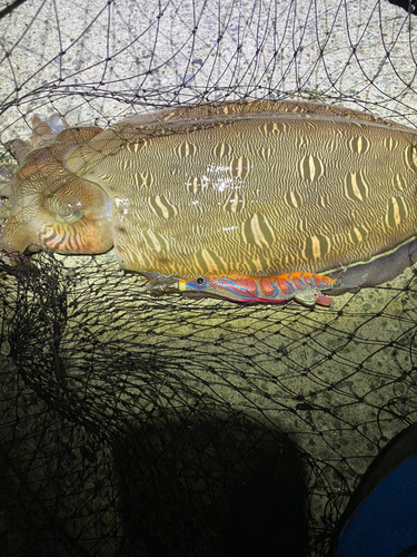 モンゴウイカの釣果