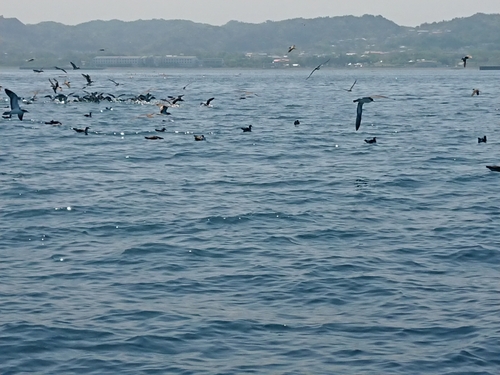 ゴマサバの釣果