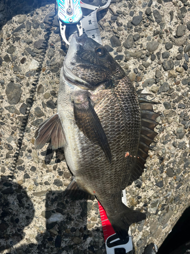 クロダイの釣果