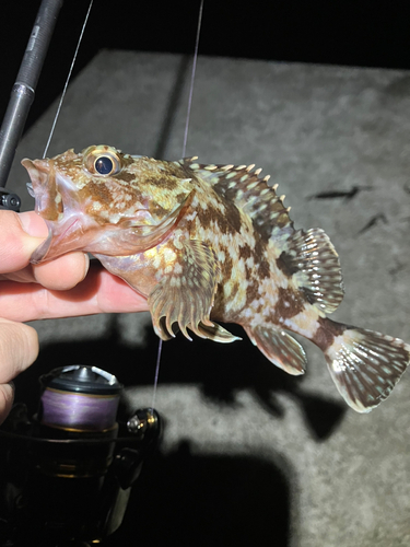 カサゴの釣果