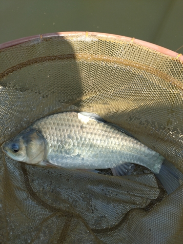 ヘラブナの釣果