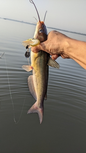 アメリカナマズの釣果