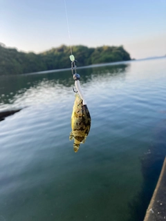 タケノコメバルの釣果