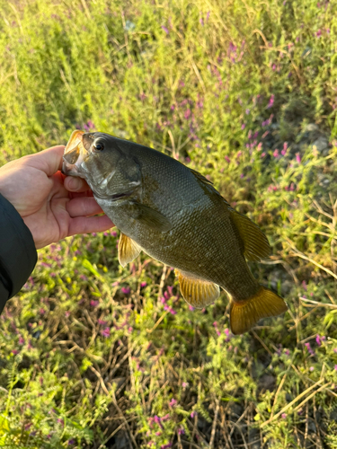 スモールマウスバスの釣果