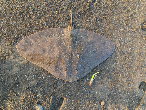 エイの釣果