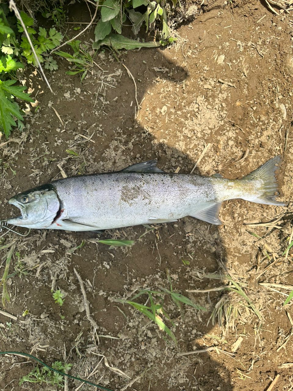サクラマス
