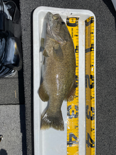 スモールマウスバスの釣果