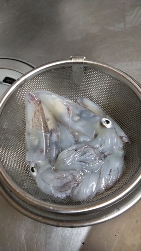 イカの釣果