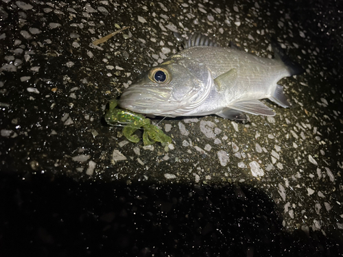 セイゴ（ヒラスズキ）の釣果