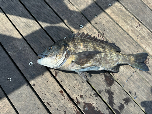 クロダイの釣果