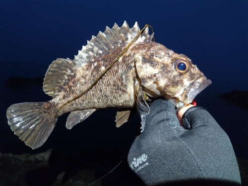 オウゴンムラソイの釣果