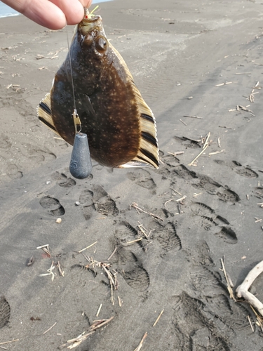 カレイの釣果