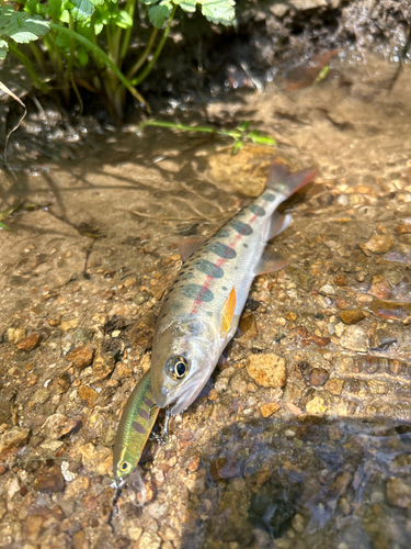 ヤマメの釣果