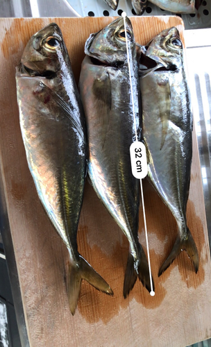 アジの釣果