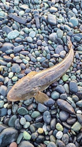 マゴチの釣果