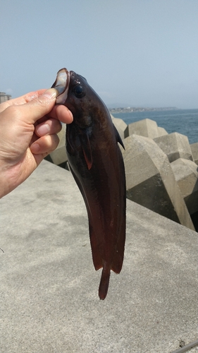 ドンコの釣果