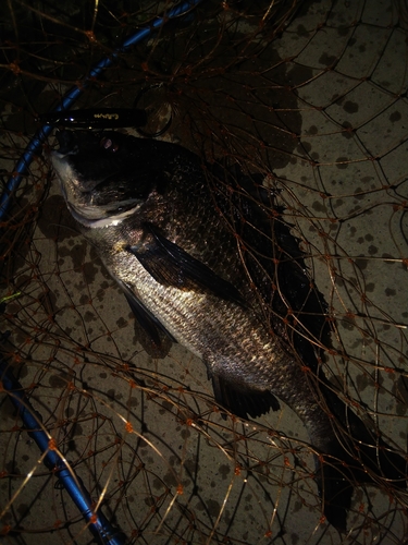 チヌの釣果