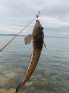 アナハゼの釣果