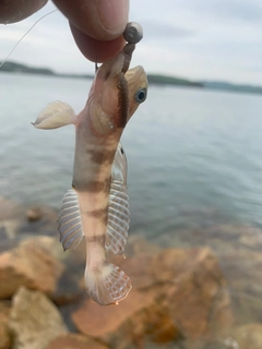 イトヒキハゼの釣果