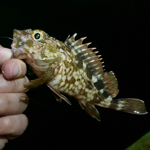 カサゴの釣果