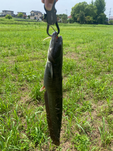 ナマズの釣果